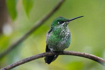 hummingbird on a branch