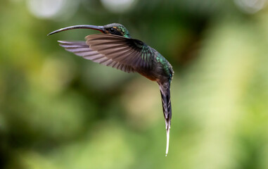Fototapeta premium hummingbird in flight