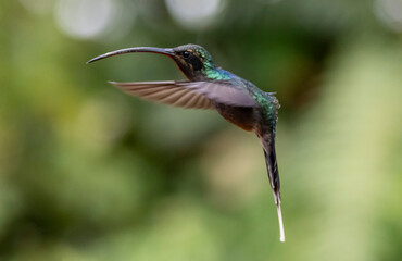 hummingbird in flight