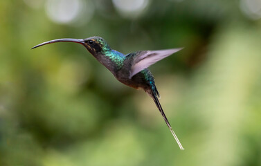 hummingbird in flight