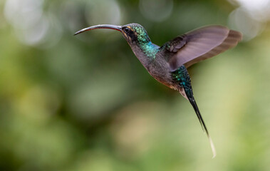 hummingbird in flight