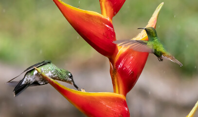 hummingbird and flower