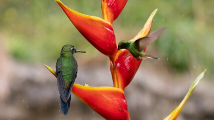 Obraz premium hummingbird on flower