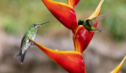 hummingbird and flower