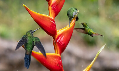 hummingbird and flower