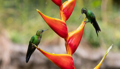 Bird of Paradise and humming birds © Raphael