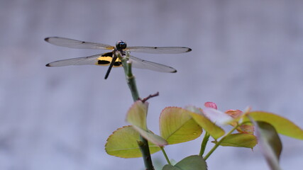 Rare black and yellow dragonfly