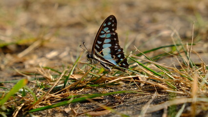 Blue-spotted butterfly on the grass