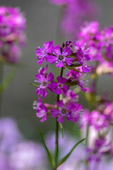 Lychnis viscaria Sticky Catchfly purple bright spring flowerin plant, group of small flowers in bloom in the garden