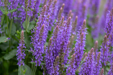 Salvia nemorosa the woodland sage beautiful bright color purple blue flowers in bloom, Balkan clary flowering plants in the gard