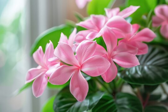 pink indoor flowers of archidea in the home interior growth plant pot sunshine from window elegance botanical