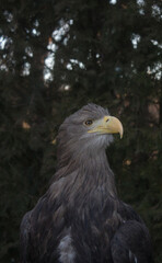 Portrait of an adult eagle in the wild
