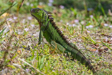A large mature green Iguana lizard poses in the grass on a sunny day