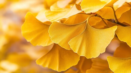 Naklejka premium Vibrant Golden Ginkgo Biloba Leaves Autumn in Nature Close-Up Photography Bright Environment Macro Viewpoint Leaf Concept