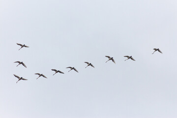 A Flock of Whooper Swans in Flight