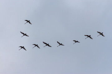 A Flock of Whooper Swans in Flight