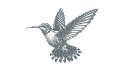 Obraz premium hummingbird vector | bird vector | hummingbird illustration | hummingbird silhouette | hummingbird tattoo | hummingbird engraving | hummingbird drawing