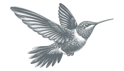 hummingbird vector   bird vector   hummingbird illustration   hummingbird silhouette   hummingbird tattoo   hummingbird engraving   hummingbird drawing © CROP MEDIA