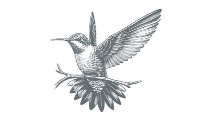 hummingbird vector | bird vector | hummingbird illustration | hummingbird silhouette | hummingbird tattoo | hummingbird engraving | hummingbird drawing