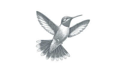 hummingbird vector | bird vector | hummingbird illustration | hummingbird silhouette | hummingbird tattoo | hummingbird engraving | hummingbird drawing