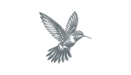 hummingbird vector | bird vector | hummingbird illustration | hummingbird silhouette | hummingbird tattoo | hummingbird engraving | hummingbird drawing