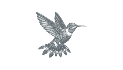 hummingbird vector | bird vector | hummingbird illustration | hummingbird silhouette | hummingbird tattoo | hummingbird engraving | hummingbird drawing