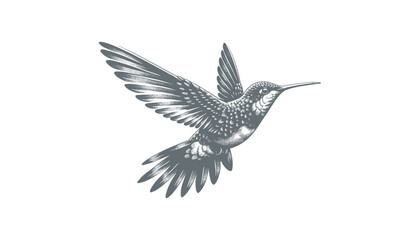 hummingbird vector | bird vector | hummingbird illustration | hummingbird silhouette | hummingbird tattoo | hummingbird engraving | hummingbird drawing