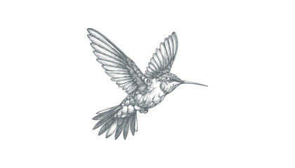 hummingbird vector | bird vector | hummingbird illustration | hummingbird silhouette | hummingbird tattoo | hummingbird engraving | hummingbird drawing