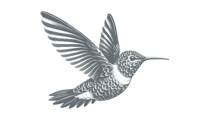 hummingbird vector | bird vector | hummingbird illustration | hummingbird silhouette | hummingbird tattoo | hummingbird engraving | hummingbird drawing