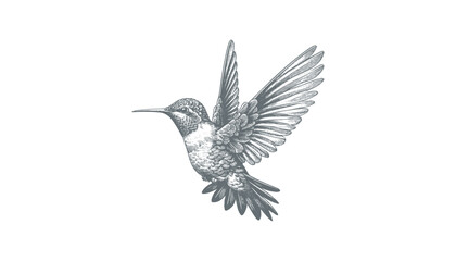 hummingbird vector | bird vector | hummingbird illustration | hummingbird silhouette | hummingbird tattoo | hummingbird engraving | hummingbird drawing