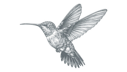 Obraz premium hummingbird vector | bird vector | hummingbird illustration | hummingbird silhouette | hummingbird tattoo | hummingbird engraving | hummingbird drawing