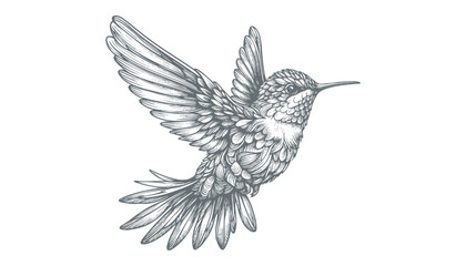 hummingbird vector | bird vector | hummingbird illustration | hummingbird silhouette | hummingbird tattoo | hummingbird engraving | hummingbird drawing