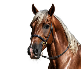 Portrait of dun horse with blond mane posing on white background ia