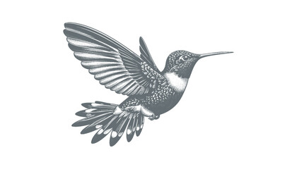 hummingbird vector | bird vector | hummingbird illustration | hummingbird silhouette | hummingbird tattoo | hummingbird engraving | hummingbird drawing