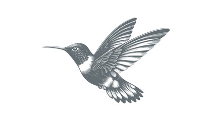 hummingbird vector | bird vector | hummingbird illustration | hummingbird silhouette | hummingbird tattoo | hummingbird engraving | hummingbird drawing