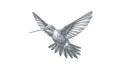 hummingbird vector | bird vector | hummingbird illustration | hummingbird silhouette | hummingbird tattoo | hummingbird engraving | hummingbird drawing