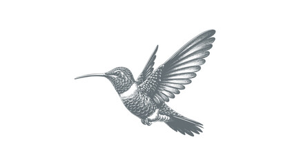 hummingbird vector | bird vector | hummingbird illustration | hummingbird silhouette | hummingbird tattoo | hummingbird engraving | hummingbird drawing