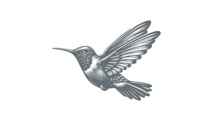 hummingbird vector   bird vector   hummingbird illustration   hummingbird silhouette   hummingbird tattoo   hummingbird engraving   hummingbird drawing © CROP MEDIA