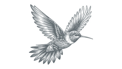 Obraz premium hummingbird vector | bird vector | hummingbird illustration | hummingbird silhouette | hummingbird tattoo | hummingbird engraving | hummingbird drawing