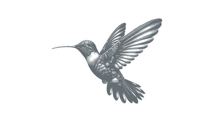 hummingbird vector | bird vector | hummingbird illustration | hummingbird silhouette | hummingbird tattoo | hummingbird engraving | hummingbird drawing