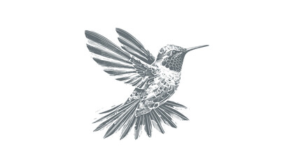 Obraz premium hummingbird vector | bird vector | hummingbird illustration | hummingbird silhouette | hummingbird tattoo | hummingbird engraving | hummingbird drawing