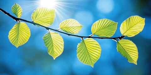 Fototapeta premium Fresh, Vibrant Green Spring Leaves Bathed in Warm Sunlight Against Brilliant Blue Sky