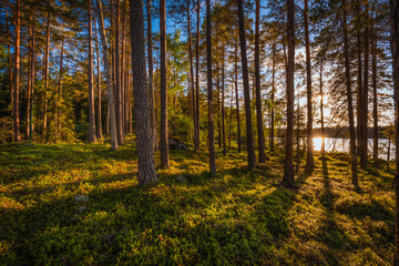 autumn forest in the morning
