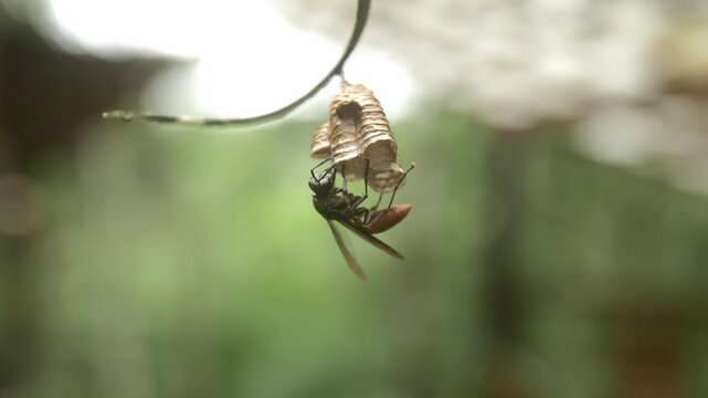 hornet buggle in makro