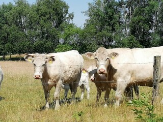 Zwei erwachsene K&uuml;he und ein Kalb schauen in die Kamera.