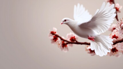 Obraz premium White dove in flight near blooming apricot branches