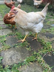 free range chicken