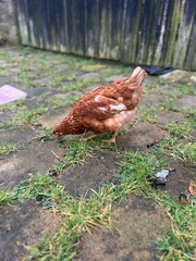 free range chicken