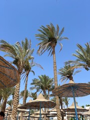 Tropical Palm Trees Against a Blue Sky