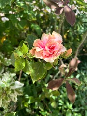 pink rose in garden